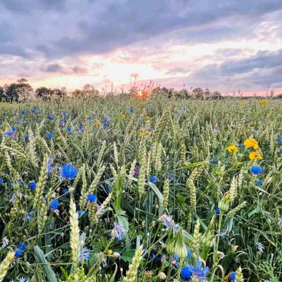 Warmonderhof is een biologisch-dynamisch landbouwbedrijf
