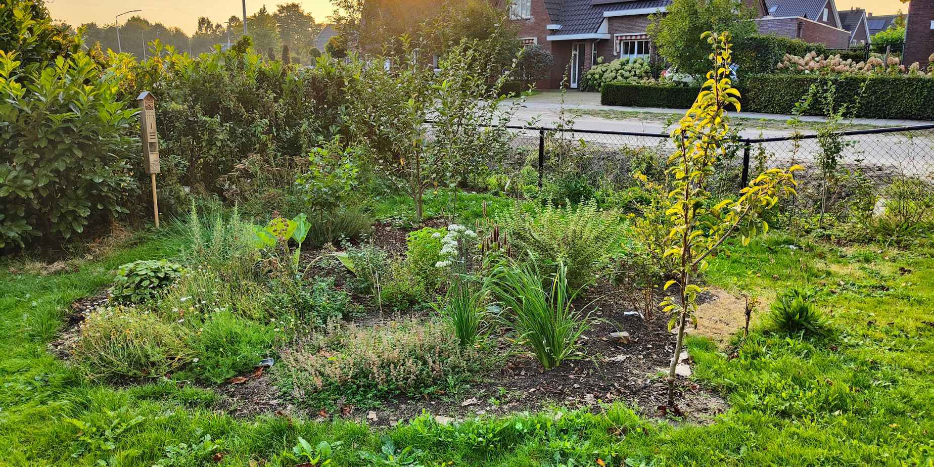 Mini-voedselbos in je tuin: zo pak je dat aan