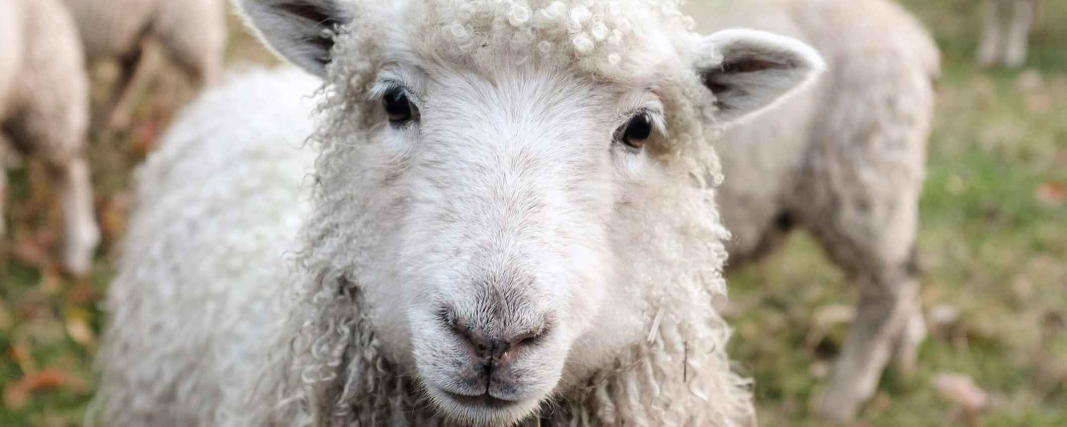 Schapen in een wei