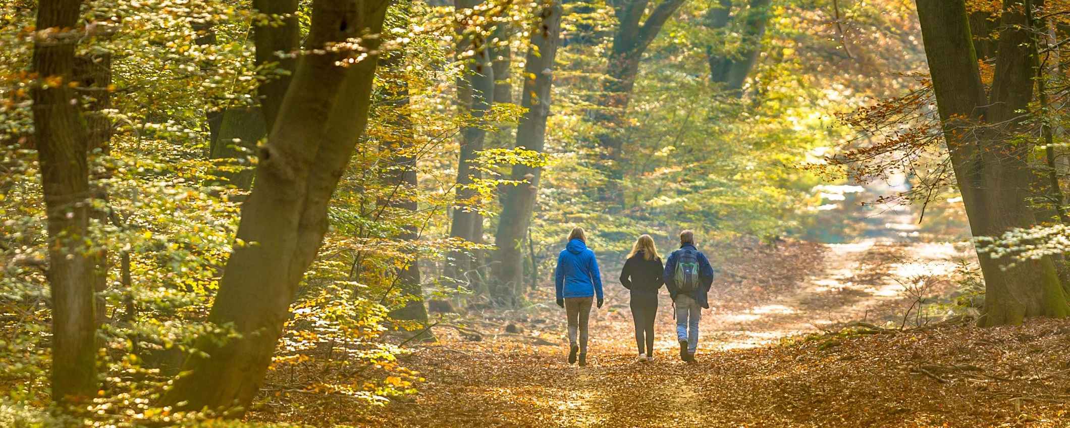 3 mensen wandelen in een Nederlands bos